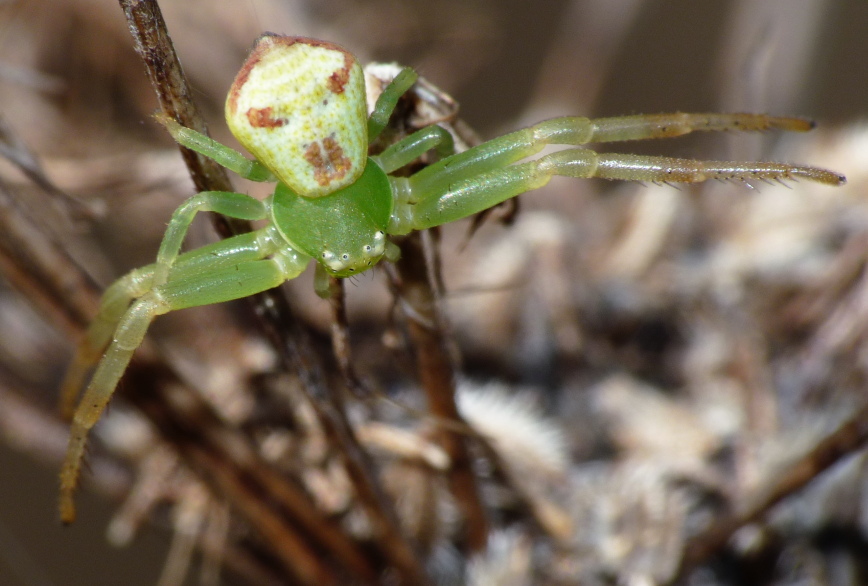 Ebrechtella tricuspidata